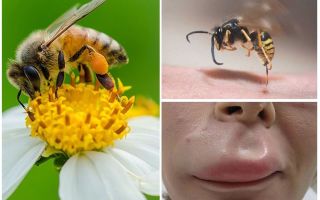 Co dělat, když včela kousne do rtu