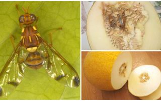 Popis melounové mušky a metody jejího řešení
