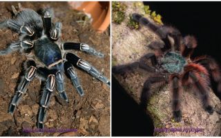 Top 10 nejstrašnějších pavouků na světě