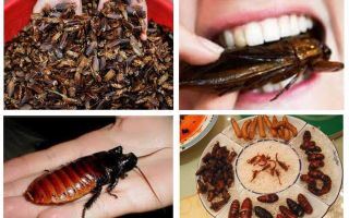 Pro co jsou švábi v přírodě?