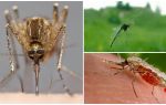 Jak vidí komáři a co je přitahuje k lidem