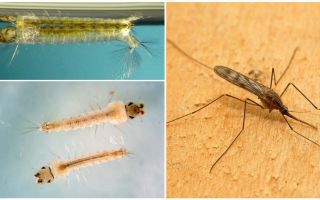 Popis a fotky larv komárů