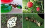 Co mravenci jedí v přírodě