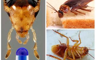 Životnost domácího švába