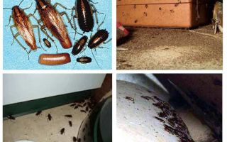 Jak leptat šváby v bytě doma