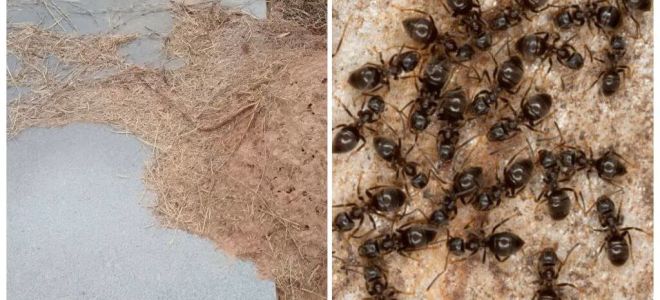 Jak se zbavit mravenců na hrobě