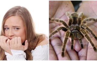 Jaký je název strachu z pavouků (fobie) a léčebných metod