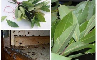 Jak používat bobkový list proti švábům