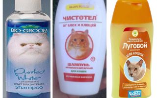 Jak často můžete mýt šamponem s blechami