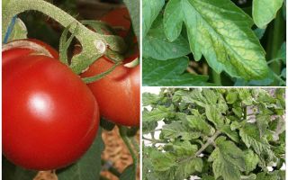 Mšice na rajčatech - co zpracovat a jak bojovat