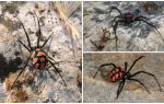 Popis a fotografie pavouků Kazachstánu
