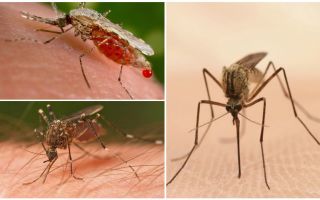 Kolik komárů potřebuješ vypít celou krev člověka?