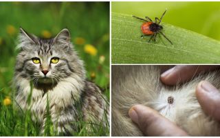 Co dělat a jak léčit klíště v kočce nebo kočce