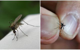 Jak plemeno a kolik žít komáry