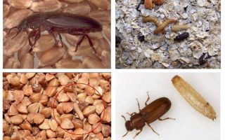 Blackflies v obilovinách, mouce, těstovinách a jak se jich zbavit