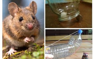 Jak chytit myš v domě bez past na myši
