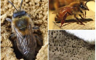 Jak odstranit zemské včely z místa