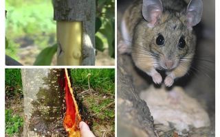 Jak zachránit jabloň, pokud je kůra uhnízděná myší