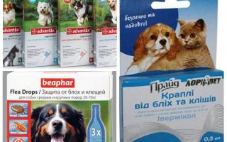 Léky na blechy a klíště pro psy