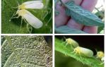 Jak se vypořádat s whitefly ve skleníku