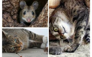 Jedí kočky a kočky myši?