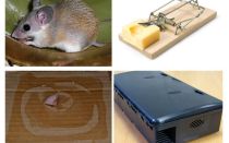 Jak odstranit myši ze soukromého domu