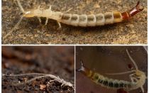 Hmyz dvuvostok: fotografie, popis, než nebezpečný