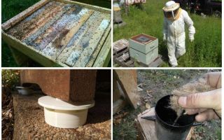 Jak se zbavit mravenců v lidových léčebnách včelínů