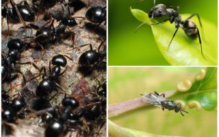 Druhy mravenců v Rusku a ve světě