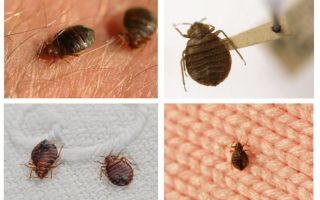 Zda bugy žijí v polštářích a přikrývkách