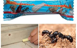 Tužka Masha z mravenců