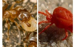 Mravenci proti klíšťatům