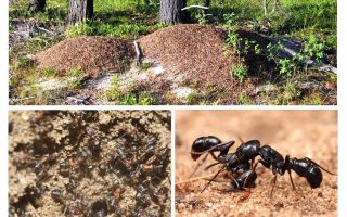 Přístrojové mraveniště