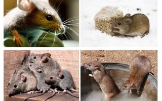 Zajímavosti o myších