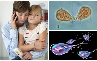 Jak léčit Giardia u dětí Dr. Komarovsky