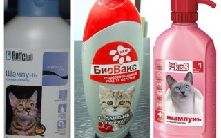 Blechové šampony pro koťata a kočky