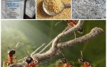 Boj proti mravenci v zahradě spiknutí lidových prostředků