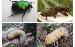 Jaký je rozdíl mezi larvami medvěda a chrobáka