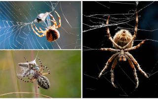 Jak pavouk splétá pavučinu