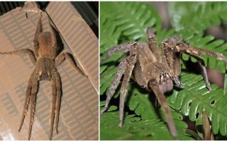 Popis a foto pavouk tramps