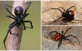 Odrůdy fotografií pavouků s názvy a popisy