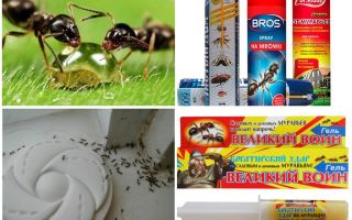 Jak zničit mravence a mraveniště