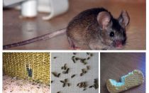 Jak se vypořádat s myšmi v bytě