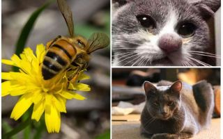 Co dělat, když je kočka kousnuta včela