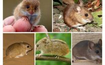 Druhy a typy myší
