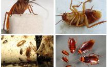 Jak vypadají švábi, jejich fotografie, typy a popis