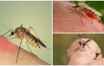 Proč komáři pijí krev