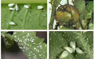 Metody nakládání s whitefly na rajčatech ve skleníku