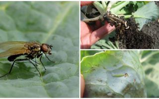 Jak se vypořádat s zelím a jeho larvami