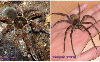 Popis a fotografie největších pavouků na světě